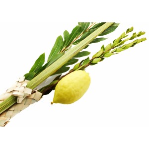 Lulav & Israeli Etrog Basic Set